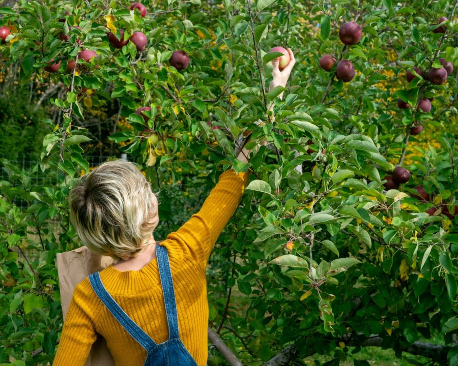 Blonde child in yellow shirt with overalls reaching up to pick a red apple off the tree.
