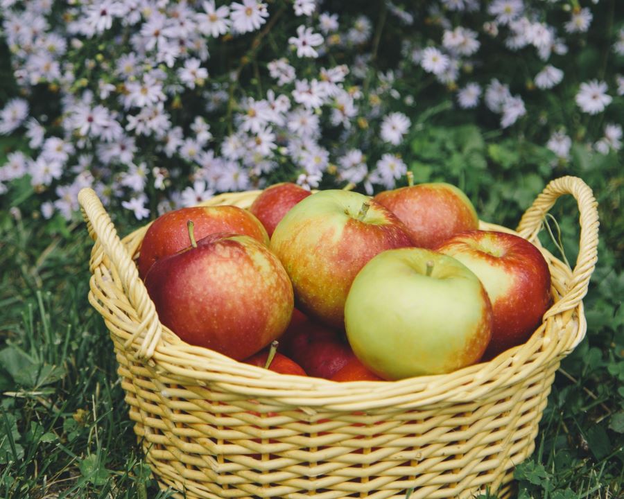Basket full of red and green apples sitting in a patch of white flowers.