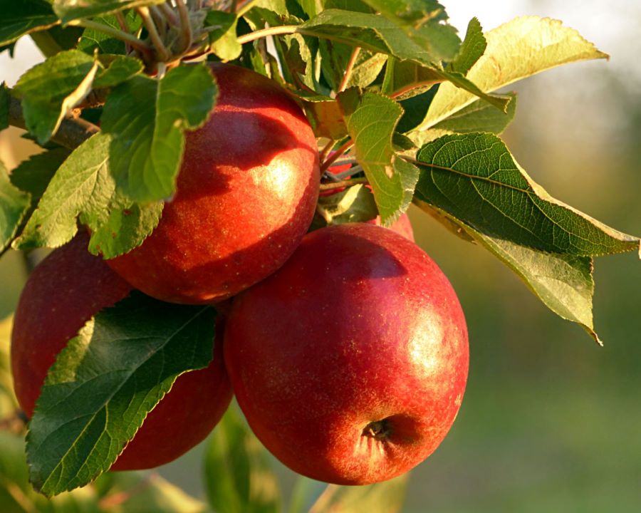 Close up of three apples hanging from the tree.