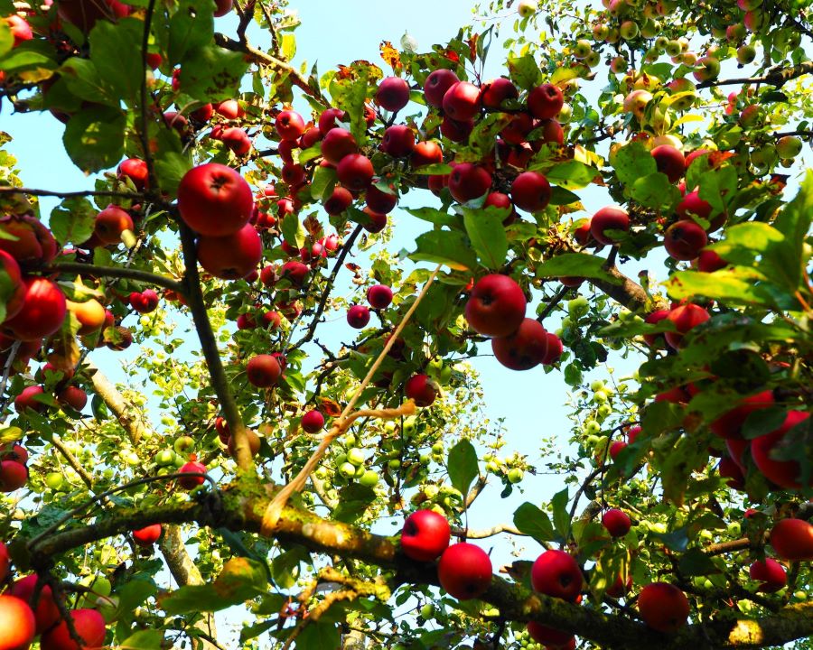Photo shot from underneath apple tree branches full of red apples.