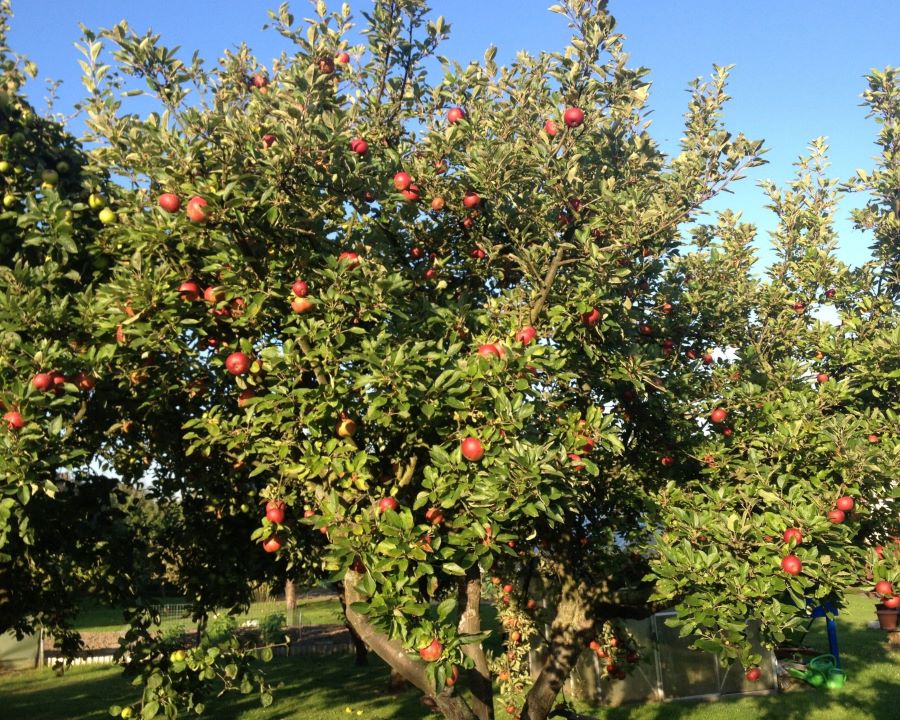 Apple tree with red apples.
