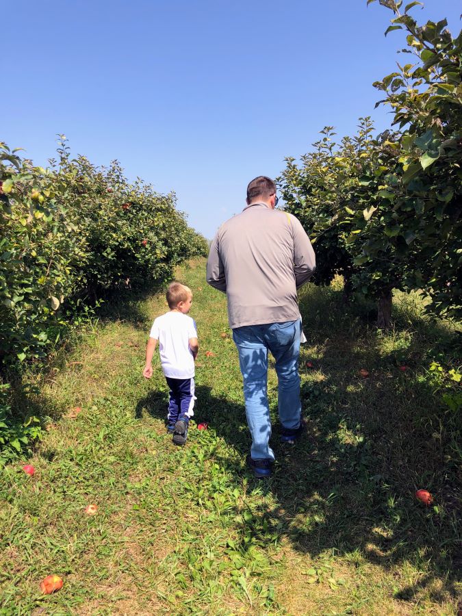 Young blonde boy and brown-haired father walking between two rows of apple trees.