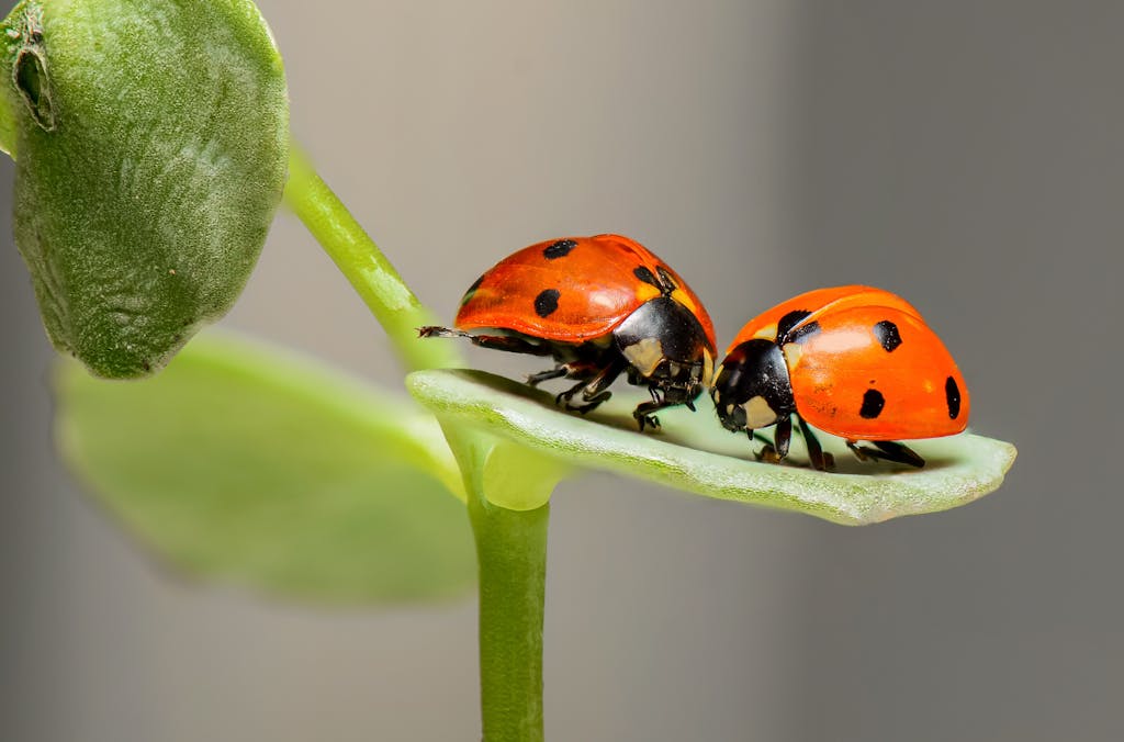 2 Lady Bug on Green Leaf